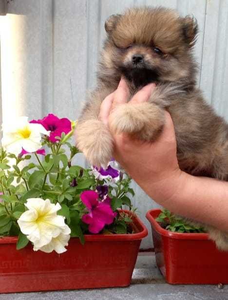 Продаются щенки шпица