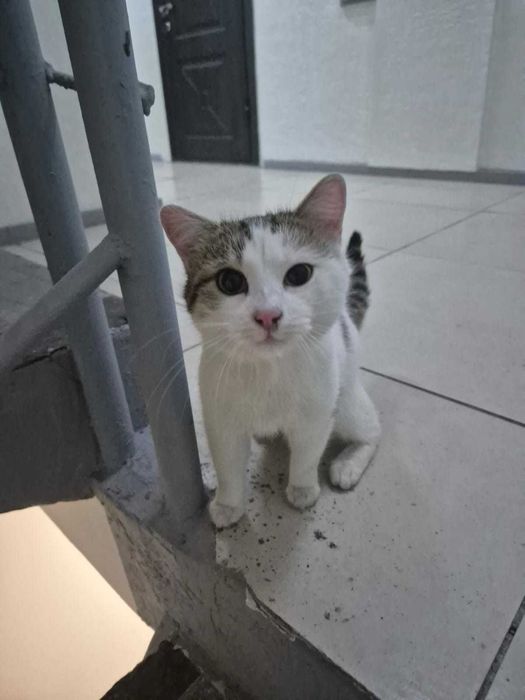 Котенок в хорошие руки