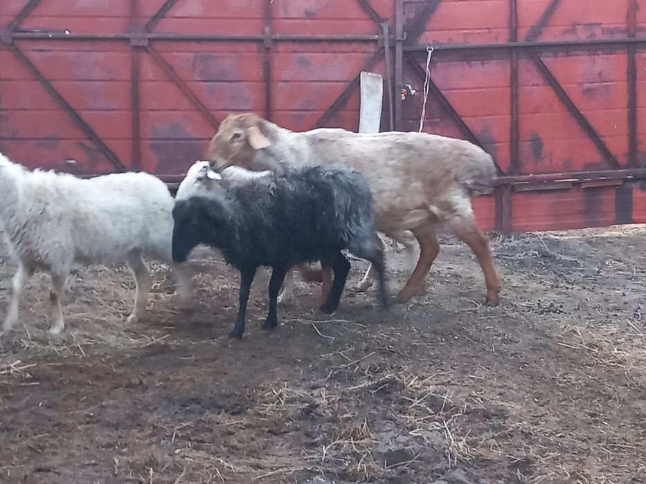 Кошкар  на Племя.