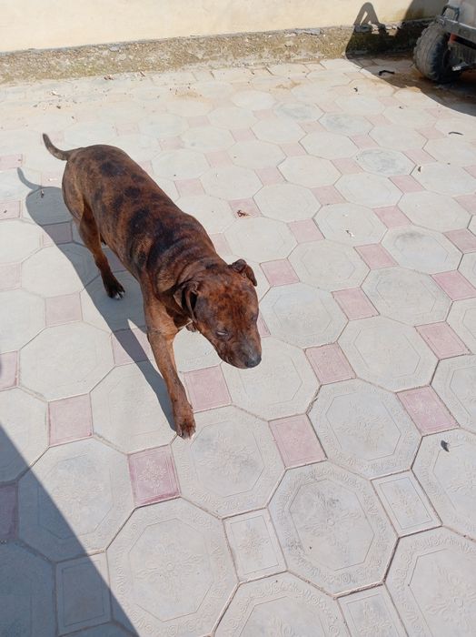 Вязка, его отец мраморный