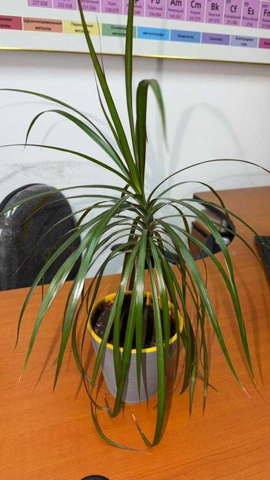 Драцена маргината (Dracaena marginata)