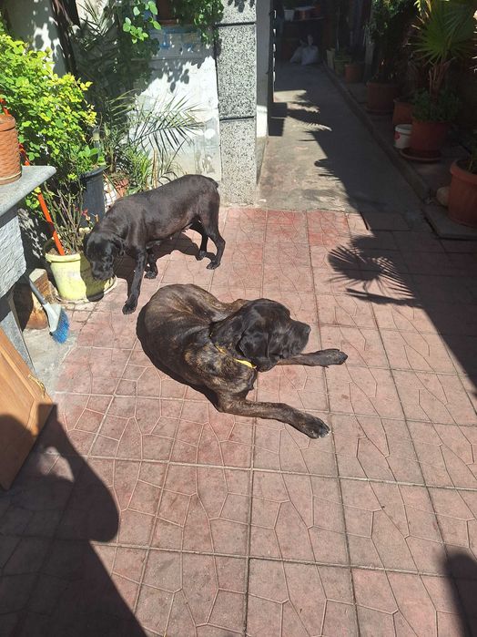 Продавам Кане Корсо