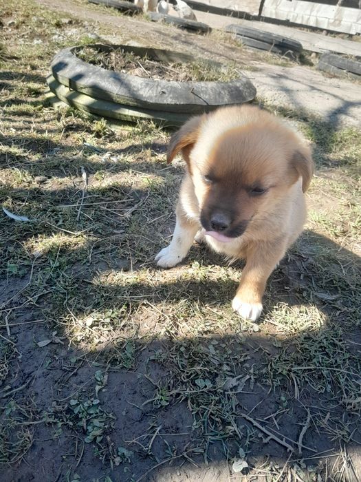 Dau spre adoptie doi catei  de talie mica