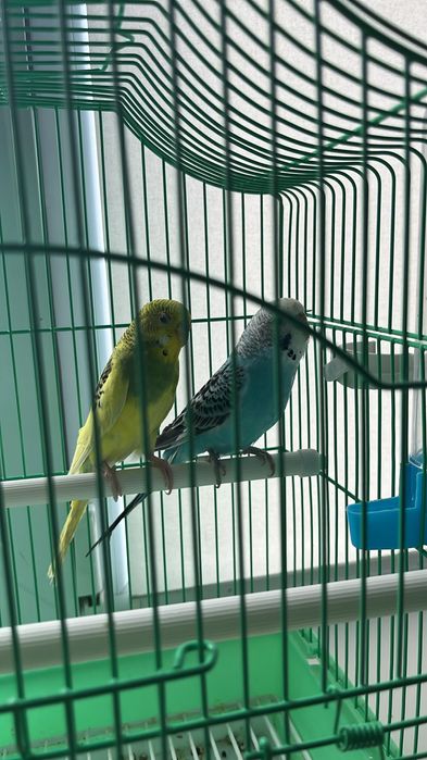 Попугай сатылады