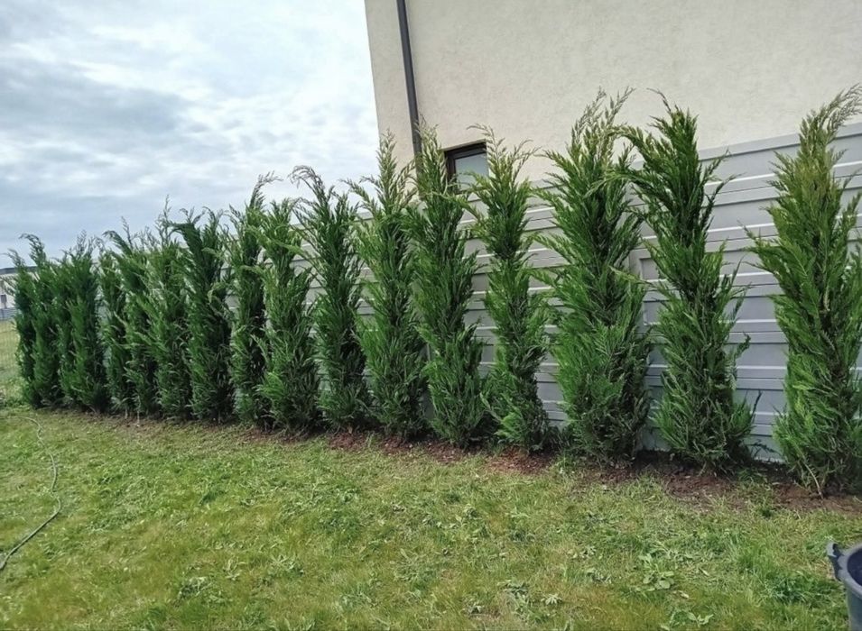Cupressus leylandii