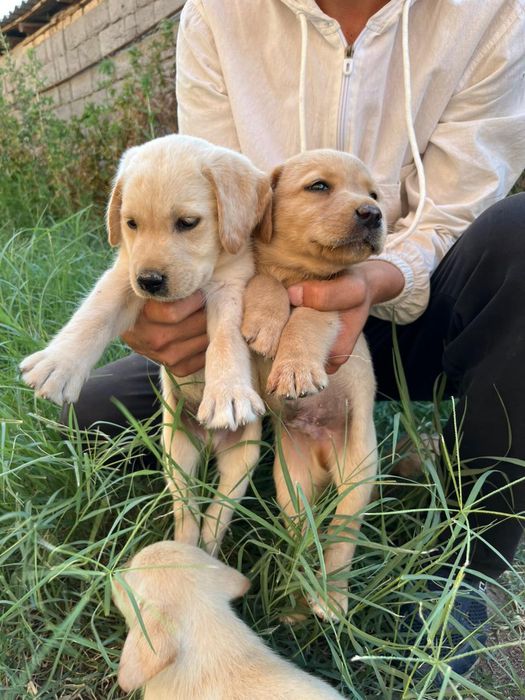 Щенки лабрадор-ретривер