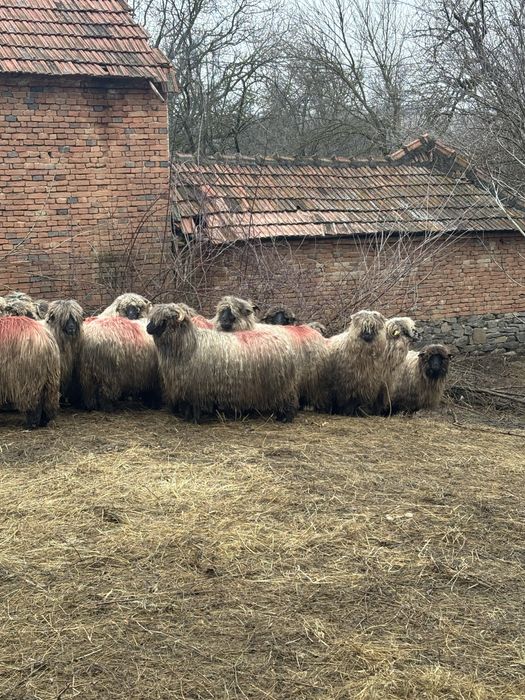 Vand 50 De oi bucalai