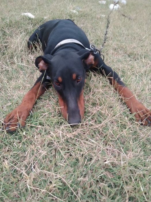 Oladiganla tel qila omasalarib tel qilib  bezovta qimela it 1yoshi