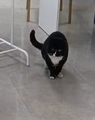 Кот мальчик умный