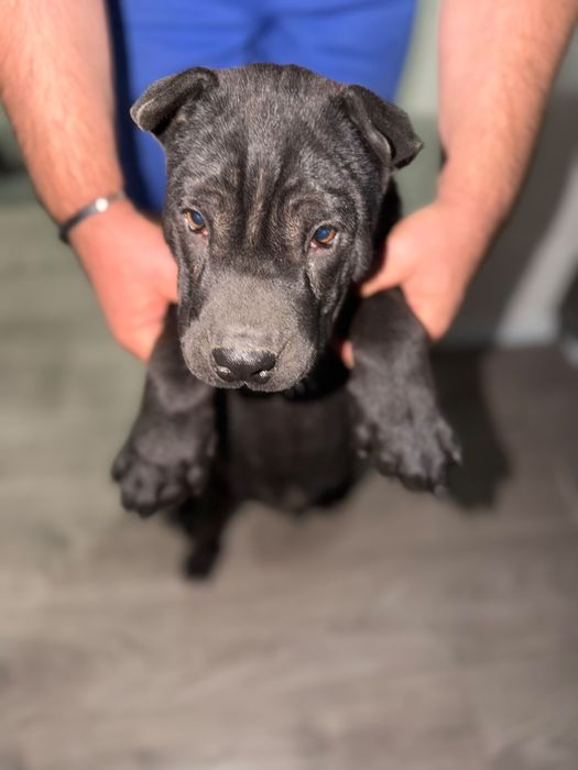 Shar pei   Puppy