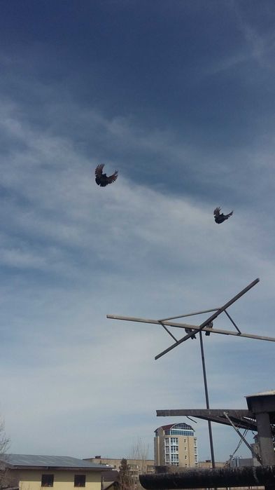 Голуби серпастые бабочки