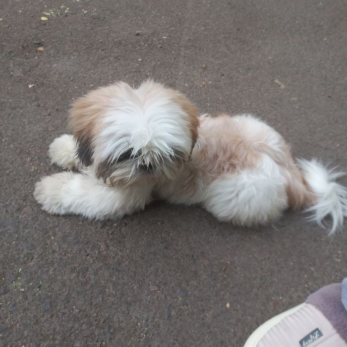 Продаётся: Очаровательная милашка - собачка