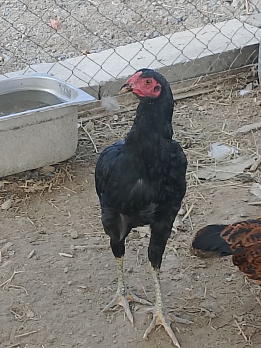 Баитцовка продам
