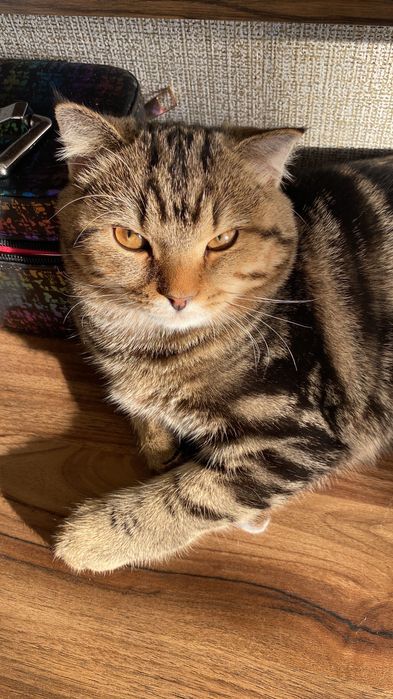 Ищем кота для вязки