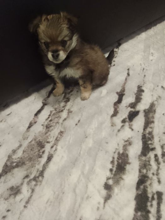 Mini pincheri jensko