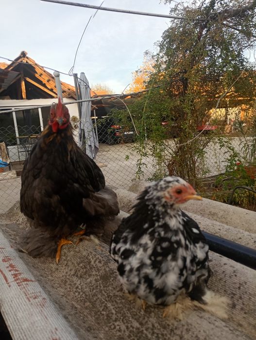 Pereche cochinchina pitic