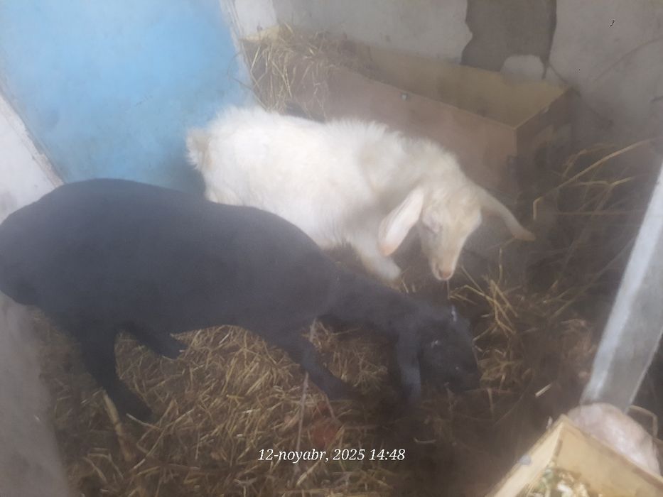 Куй ва така сотилади бадани семиз