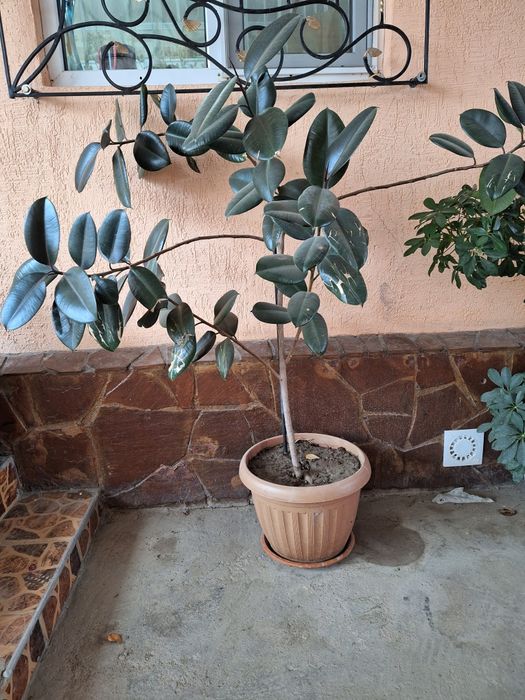 Комнатные цветы по 10