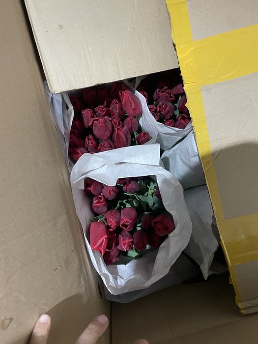 Белорусские тюльпаны