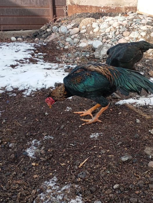 Бойцовский дакан