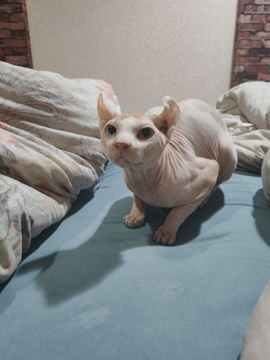 Продаётся кот сфинкс (эльф)