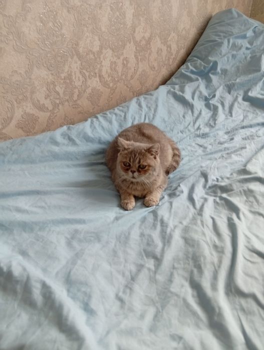 Отдам котят шотландцы