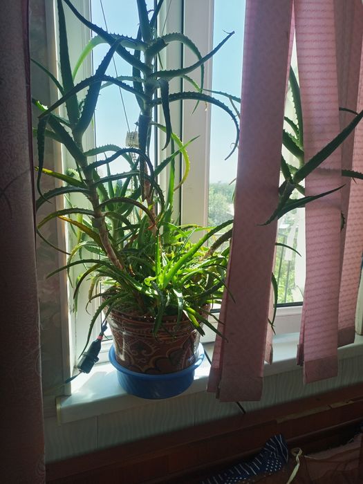 Продам кусты алоэ.