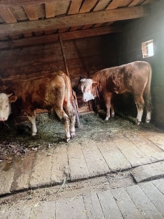 Taurus baltata romaneasca