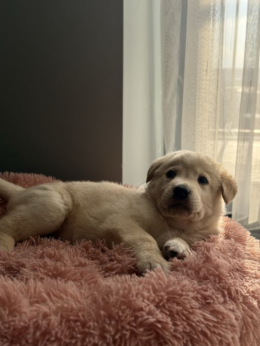 Продается щенок Лабрадора