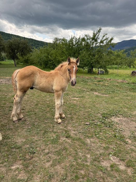 Vând iapă gestanta și doi mânzi