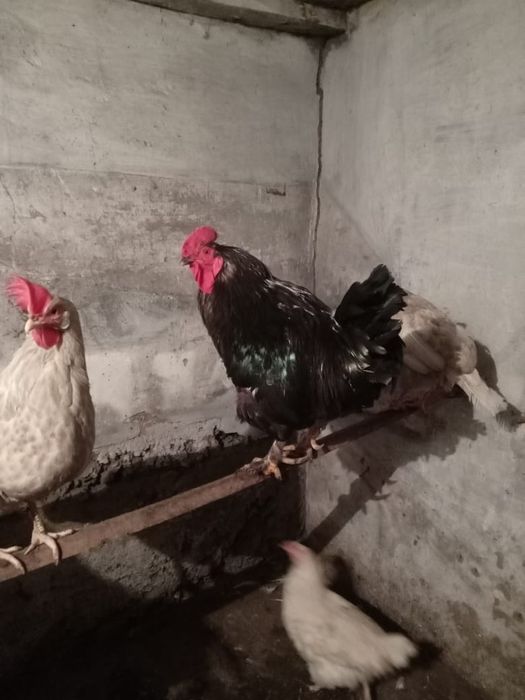 петух успейте купить !!!