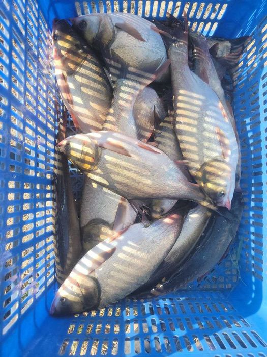 рыба толстолоб и сазан