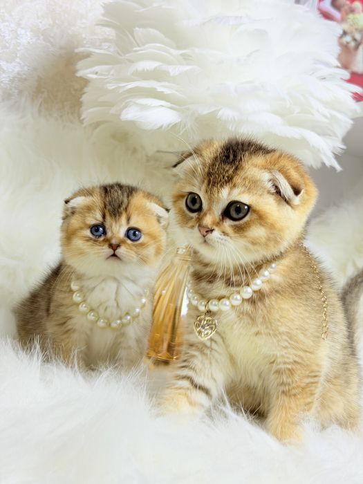 Чистокровнве котята