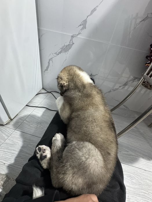 Алабай чистокровный