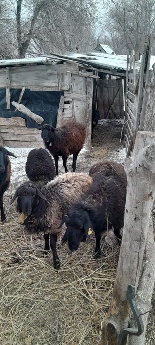 Продам овец,баранов