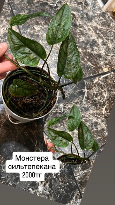 Монстера сильтепекана