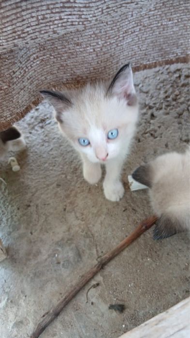 Отдам в хорошие руки котят