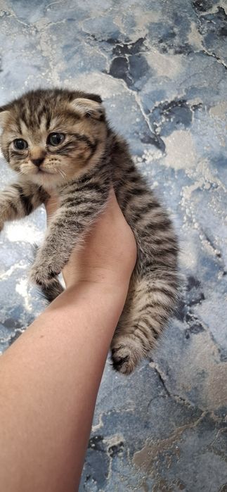 Шотландские вислоушки котята