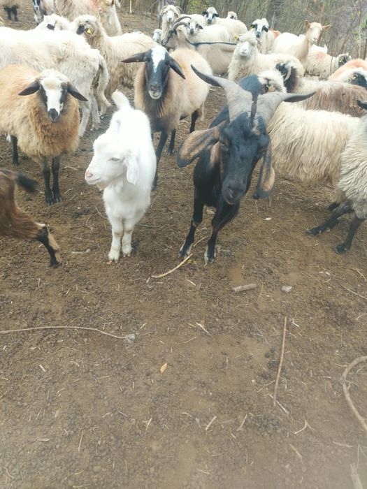 Vând țapi, de rasă și comuni