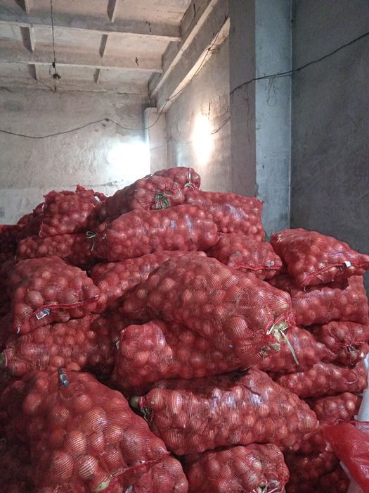 Лук оптом сухой отборный.