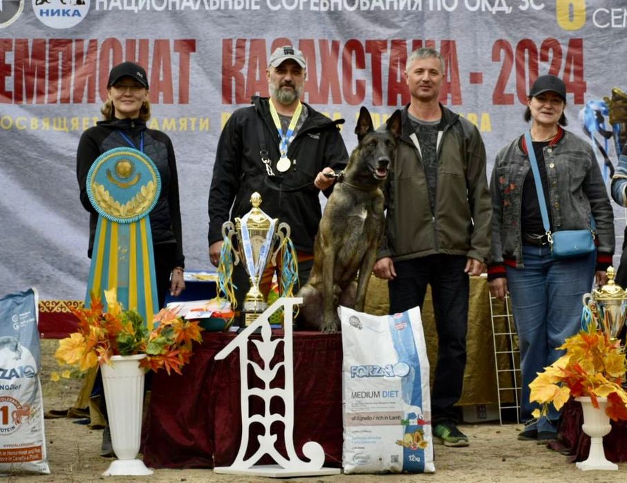 Щенки малинуа от супер-производителей