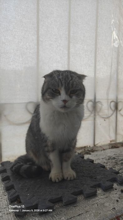 British Fold mushuk! 2,5 yosh