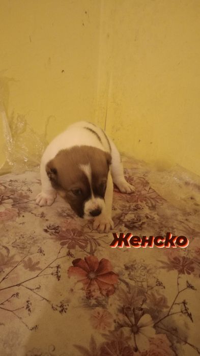 Продавам кученца порода АЛАБАЙ