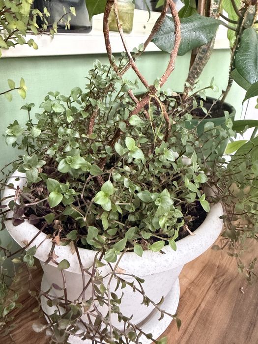 Срез коллизии разные сорта