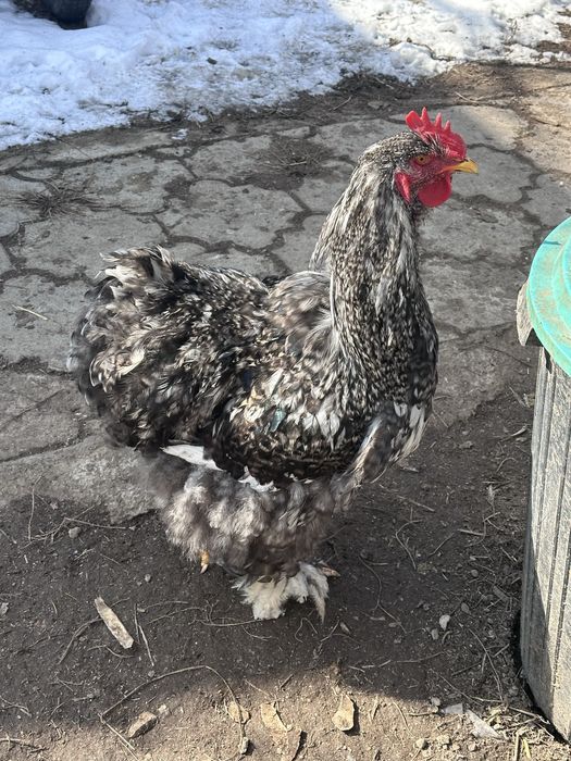 Инкубационное яйцо