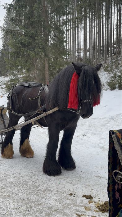 Ofer super armasar pt reproductie din rasa BELGIAN TREKPAARD