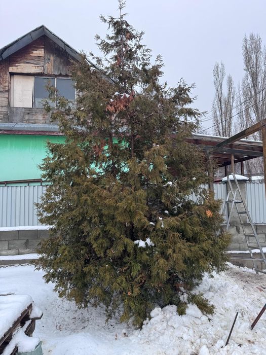 Туя хвойное дерево