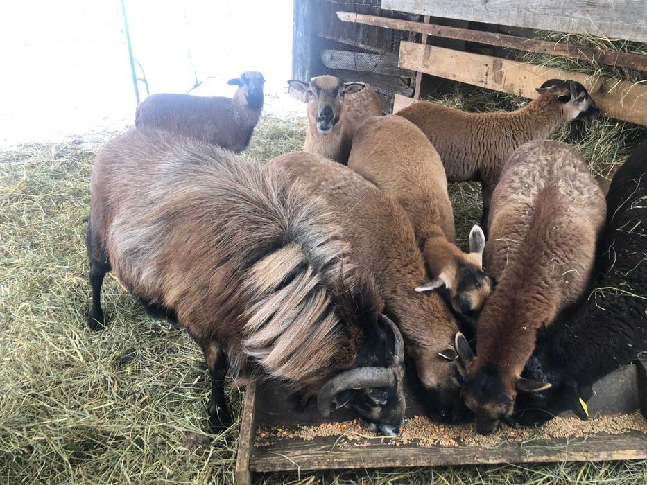 oi camerun aparat de tuns bio