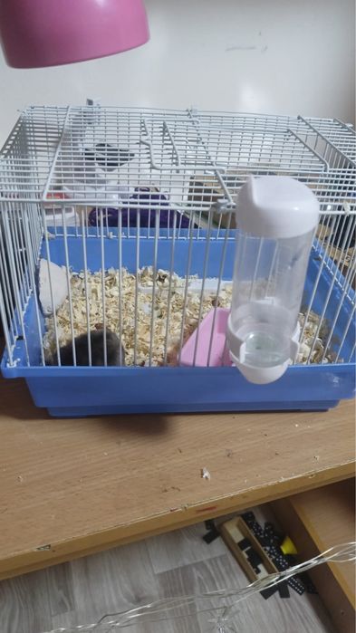 Хомяк самец+клетка поилка опилка