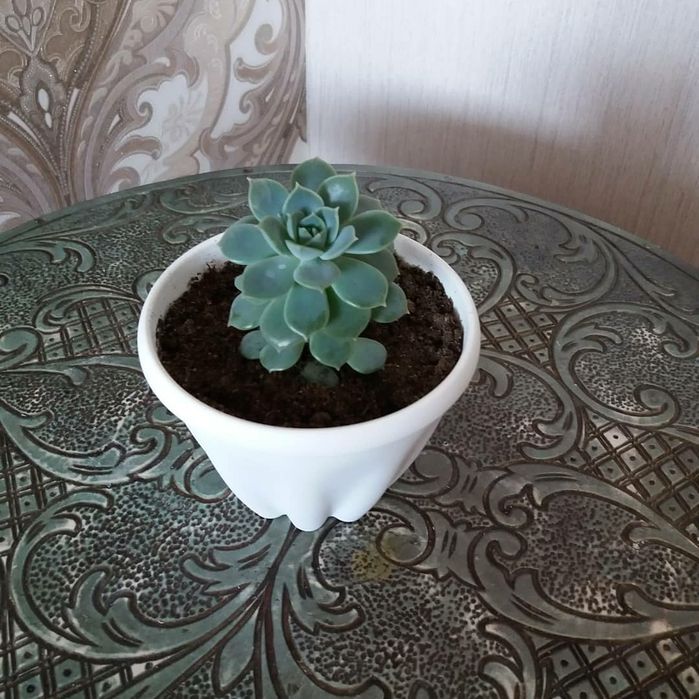 Комнатные растения-сукуленты.